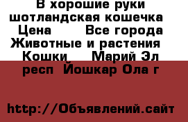 В хорошие руки шотландская кошечка › Цена ­ 7 - Все города Животные и растения » Кошки   . Марий Эл респ.,Йошкар-Ола г.